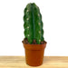 Cereus Jamacaru - Cactus en ligne