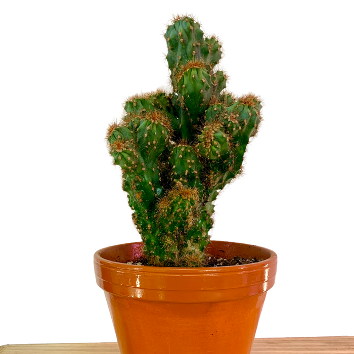 Cereus Monstruosus 6" - Cactus en ligne