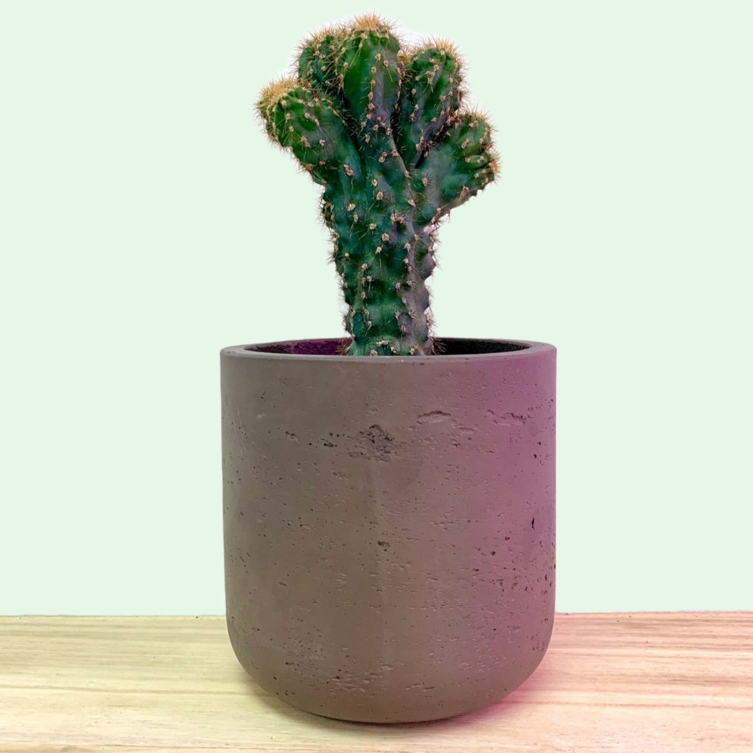 Le plus grand choix des cactus au Canada — Cactus en Ligne