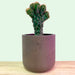 Cereus Monstruosus - Cactus en ligne