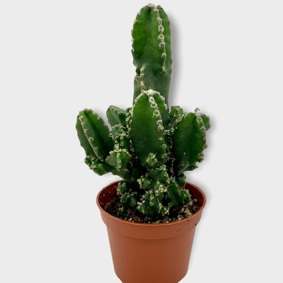 Cereus Peruvianus Paolina - Cactus en ligne