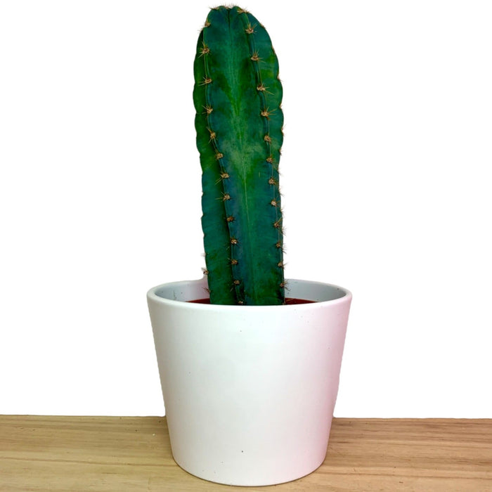 Cereus Peruvianus - Cactus en ligne