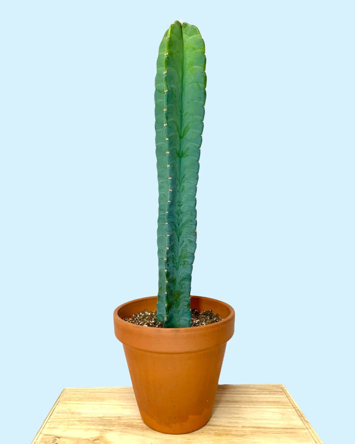 Cereus Peruvianus 8