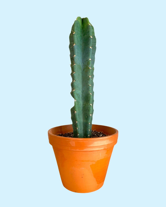 Cereus Peruvianus 6" pot - Cactus en ligne