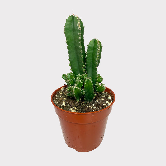 Cereus Peruvianus Paolina - Cactus en ligne