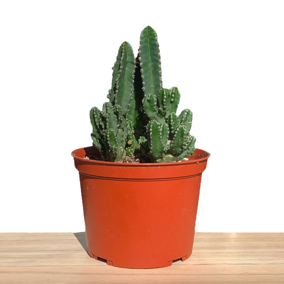 Cereus Peruvianus Paolina 6" - Cactus en ligne