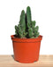 Cereus Peruvianus Paolina 6" - Cactus en ligne