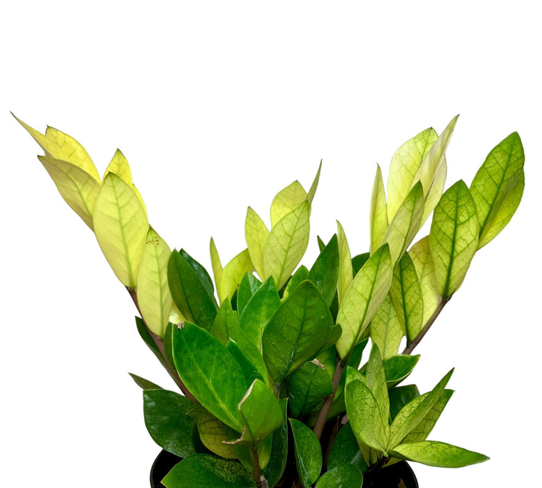 chameleon zz plant costa farms Chameleon ZZ Plant 6" — Cactus en Ligne