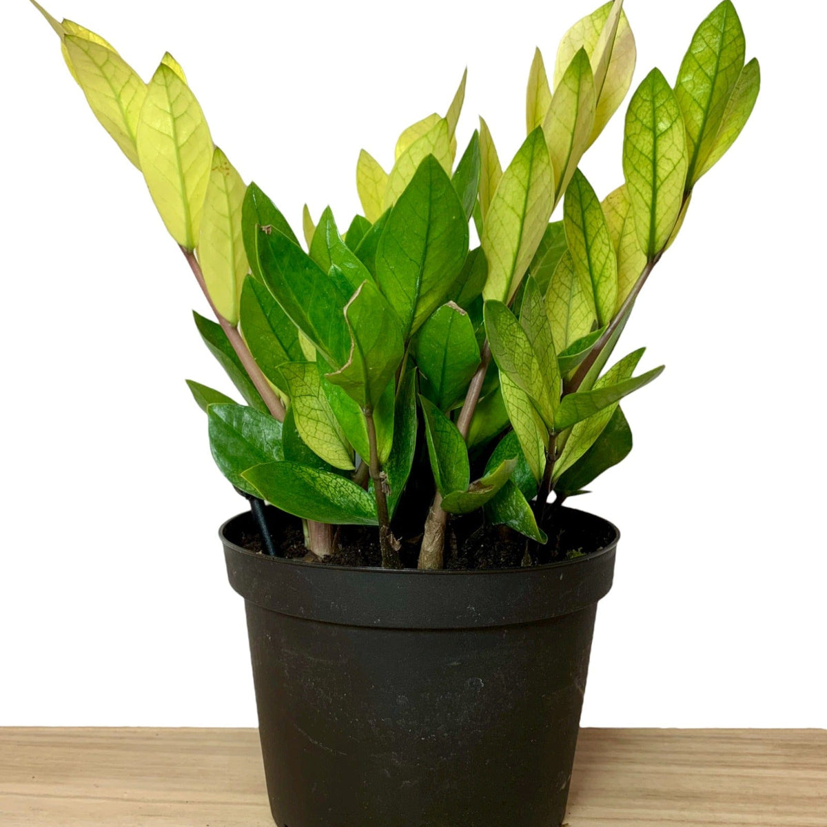 cameleon zz plant Chameleon ZZ Plant 6" — Cactus en Ligne
