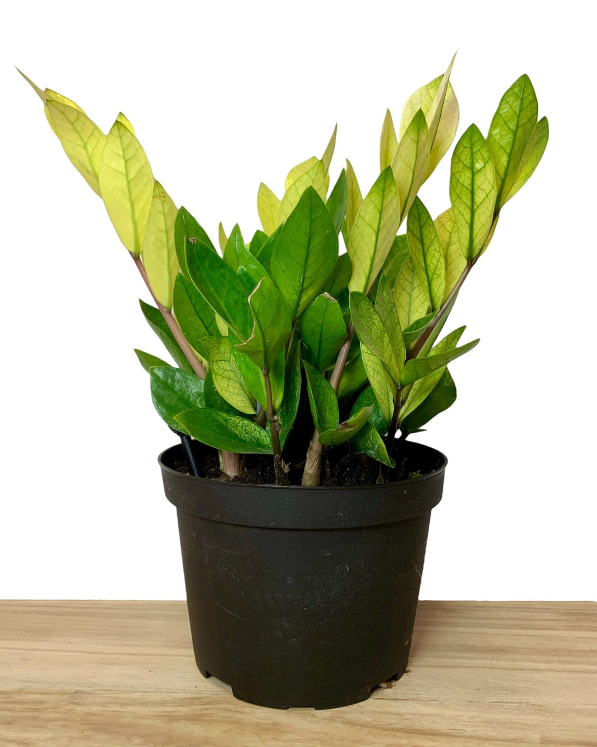 chameleon zz plants Chameleon ZZ Plant 6" — Cactus en Ligne