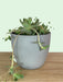 Chinese Dunce Cap 'Orostachys iwarenge' - Cactus en ligne