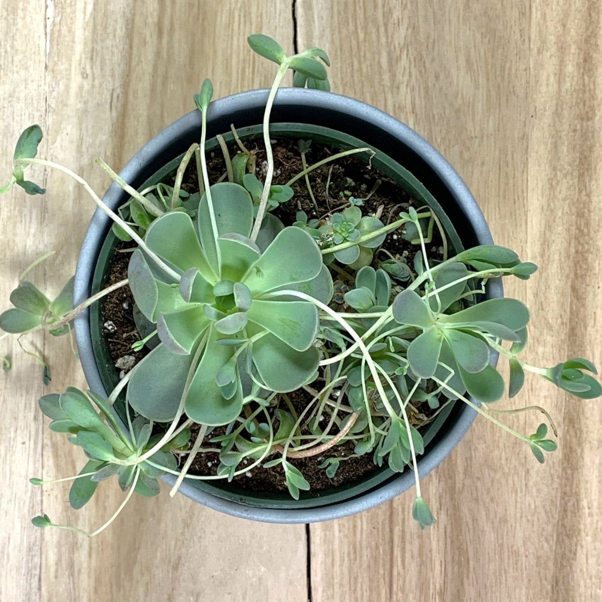 succulent chinese dunce cap Chinese Dunce Cap 'Orostachys Iwarenge' — Cactus en Ligne