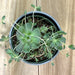 Chinese Dunce Cap 'Orostachys iwarenge' - Cactus en ligne