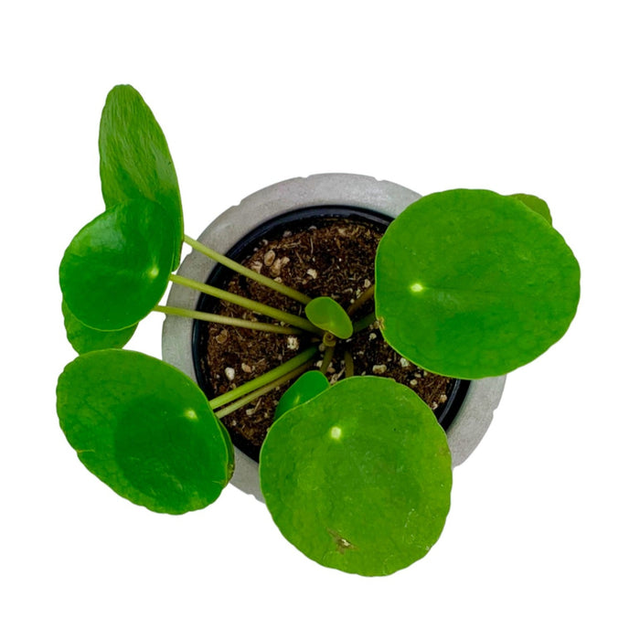 rare chinese money plant Chinese Money Plant — Cactus en Ligne
