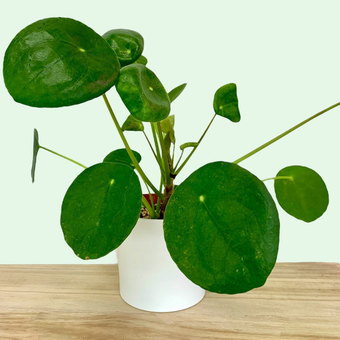 rare chinese money plant Chinese Money Plant — Cactus en Ligne