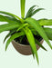 Chlorophytum Comosum - Cactus en ligne
