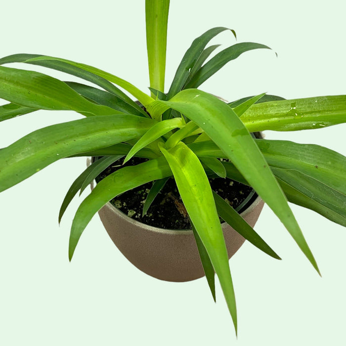 chlorophytum vert Chlorophytum comosum — Cactus en Ligne
