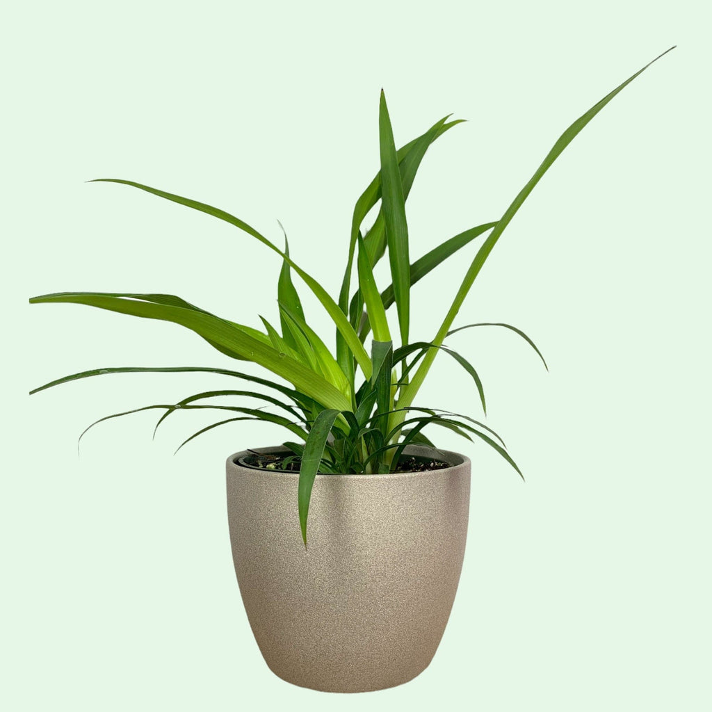 chlorophytum vert Chlorophytum plante araignée verte 4