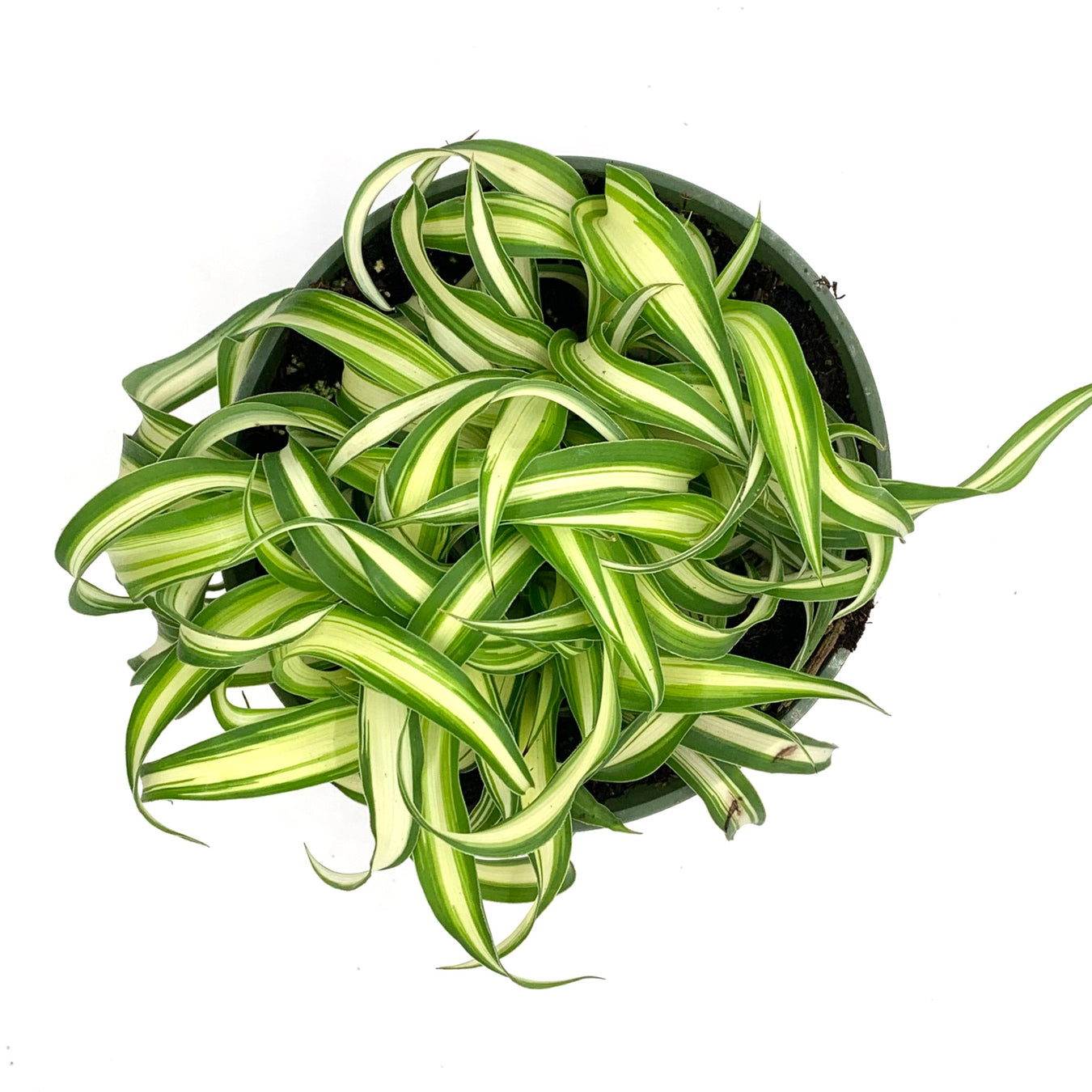 Plantes purificatrices d'air