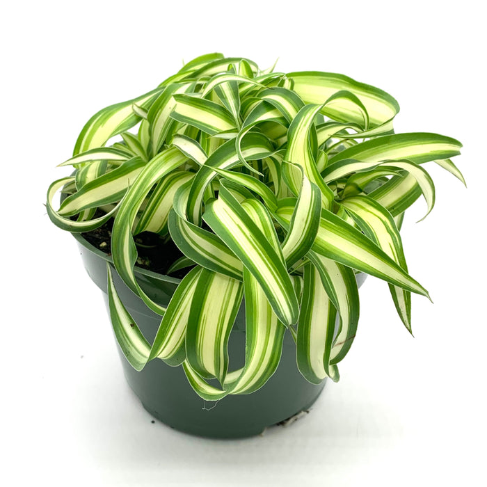 chlorophytum chevelu Chlorophytum Curly Spider Plant — Cactus en Ligne