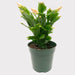 Schlumbergera Truncata (Christmas Cactus) 4" - Cactus en ligne