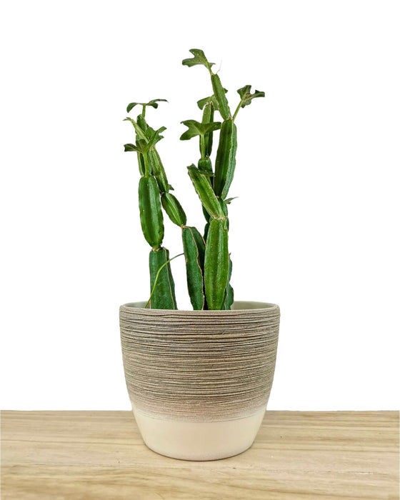 Cissus Quandrangularis - Cactus en ligne