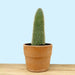 Cleistocactus Strausii - Cactus en ligne