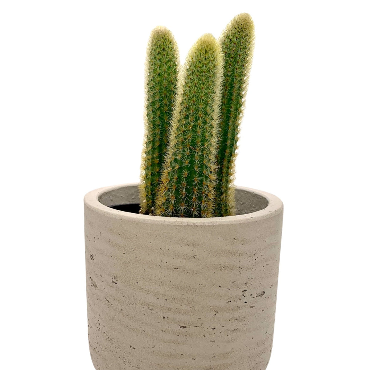 Cleistocactus Winteri — Cactus en Ligne