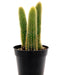 Cleistocactus Winteri - Golden Rat Tail Cactus - Cactus en ligne
