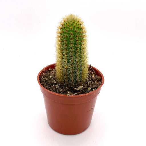 Cleistocactus Winteri - Golden Rat Tail Cactus - Cactus en ligne