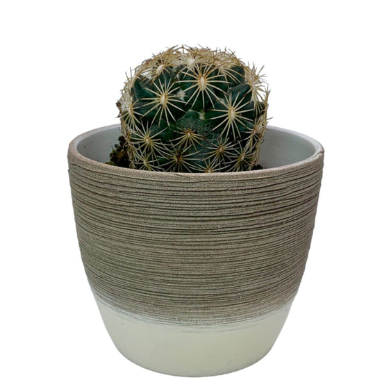 Coryphantha - Cactus en ligne