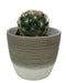 Coryphantha - Cactus en ligne