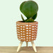 Crassula Arborescens Silver Dollar Jade - Cactus en ligne