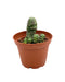 Crassula Barklyi 2.5" - Cactus en ligne