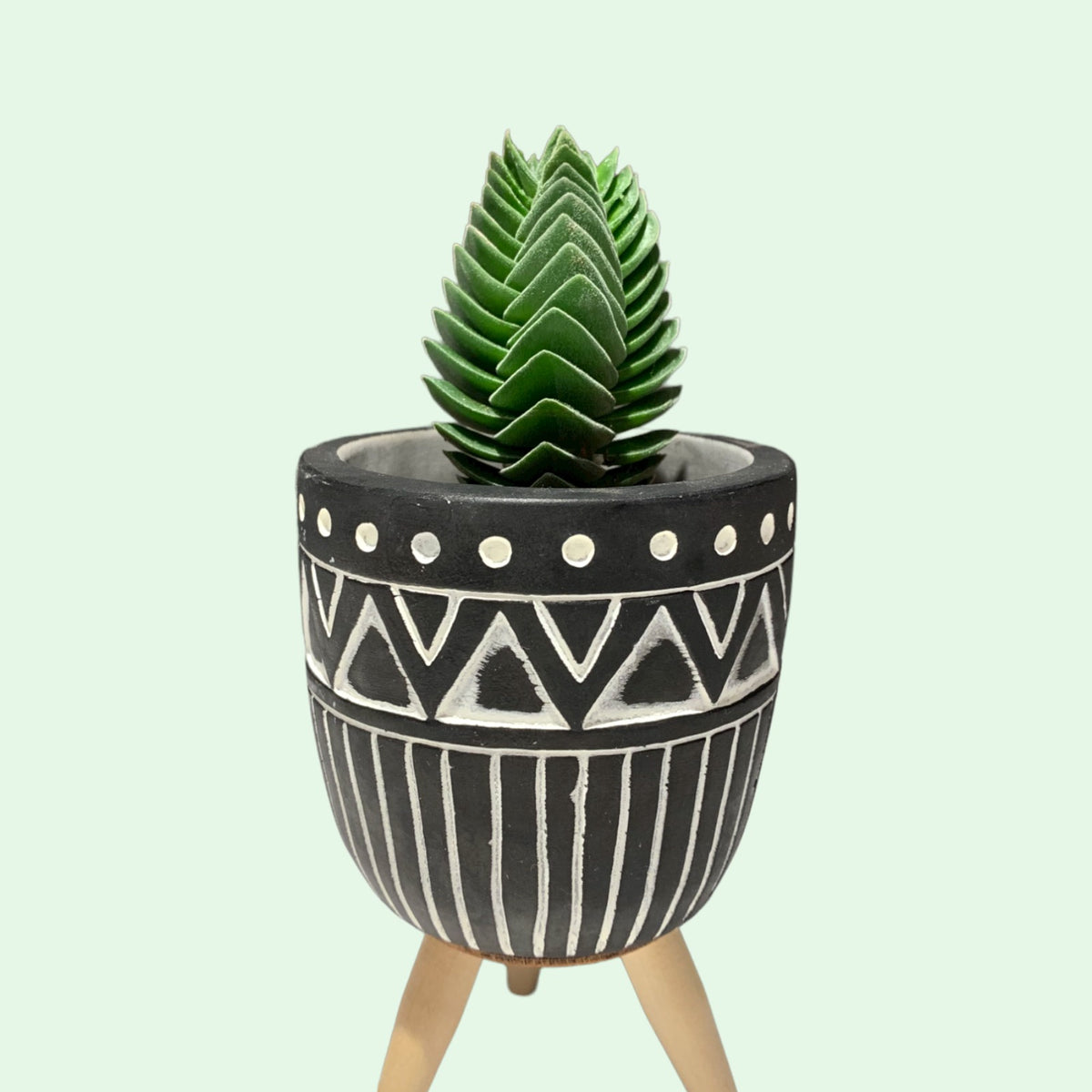 Crassula Buddha's Temple — Cactus en Ligne