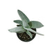 Crassula Falcata - Cactus en ligne