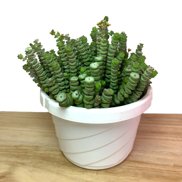 succulent là gì Crassula Marnieriana — Cactus en Ligne