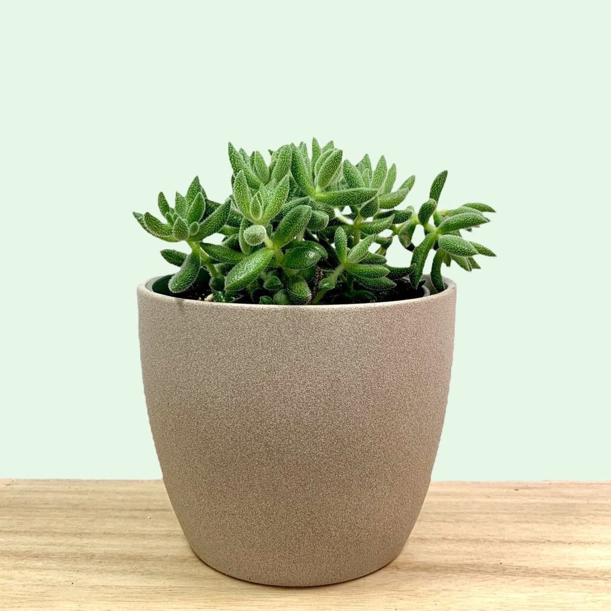 mesembryanthemoides succulent Crassula Mesembryanthemoides — Cactus en Ligne