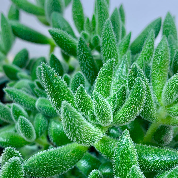 crassula mesembryanthemoides succulent Crassula Mesembryanthemoides — Cactus en Ligne