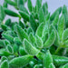 Crassula Mesembryanthemoides - Cactus en ligne