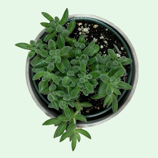 Crassula Mesembryanthemoides - Cactus en ligne