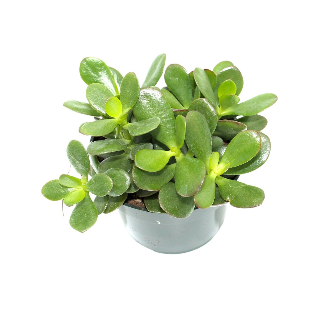 minima jade plant Crassula Minima Jade — Cactus en Ligne