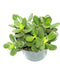 Crassula Minima 'Jade' 4'' - Cactus en ligne