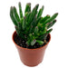 Crassula Ovata Gollum - Cactus en ligne