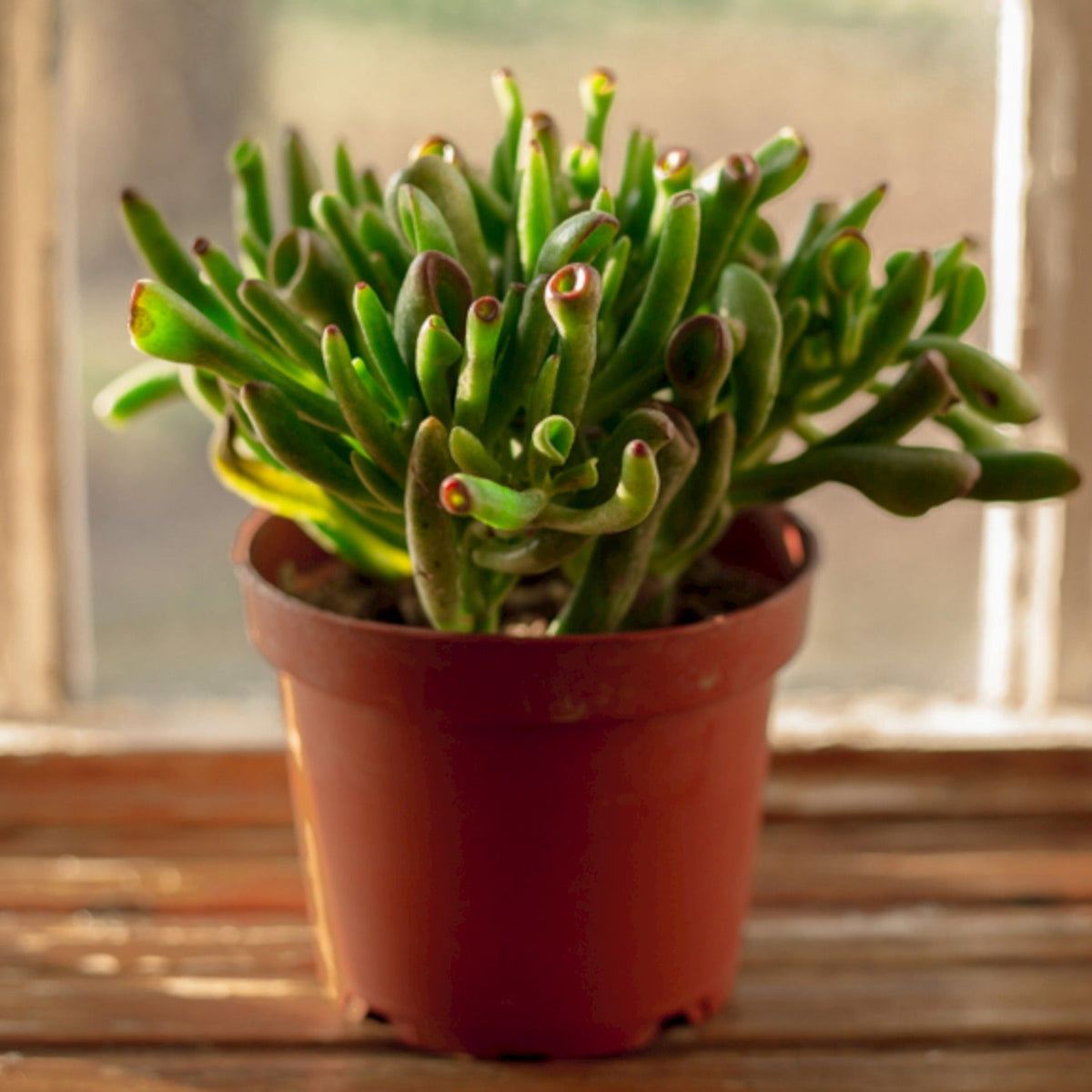 tube succulents Crassula Gollum — Cactus en Ligne