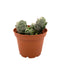 Crassula Pangolin - Cactus en ligne