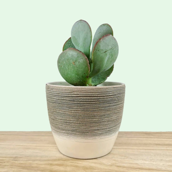 Crassula Arborescens — Cactus en Ligne