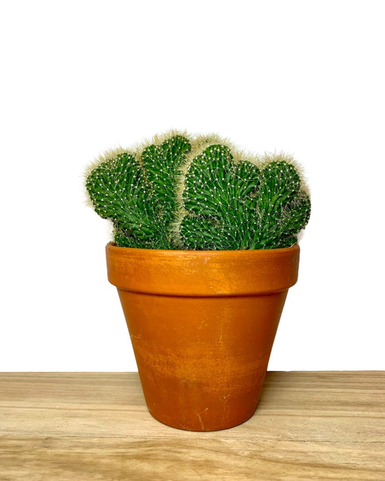 Echinopsis Cristata - Cactus en ligne
