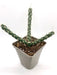 Cylindropuntia Imbricata - Cactus en ligne