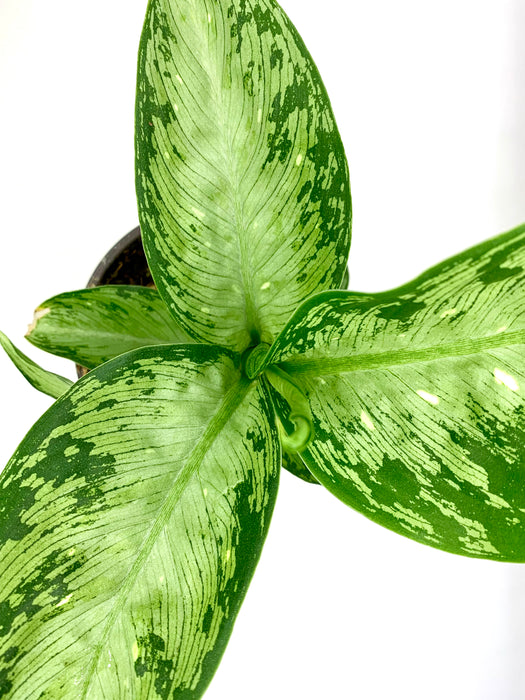 dieffenbachia tiki plant Dieffenbachia Tiki 4'' — Cactus en Ligne